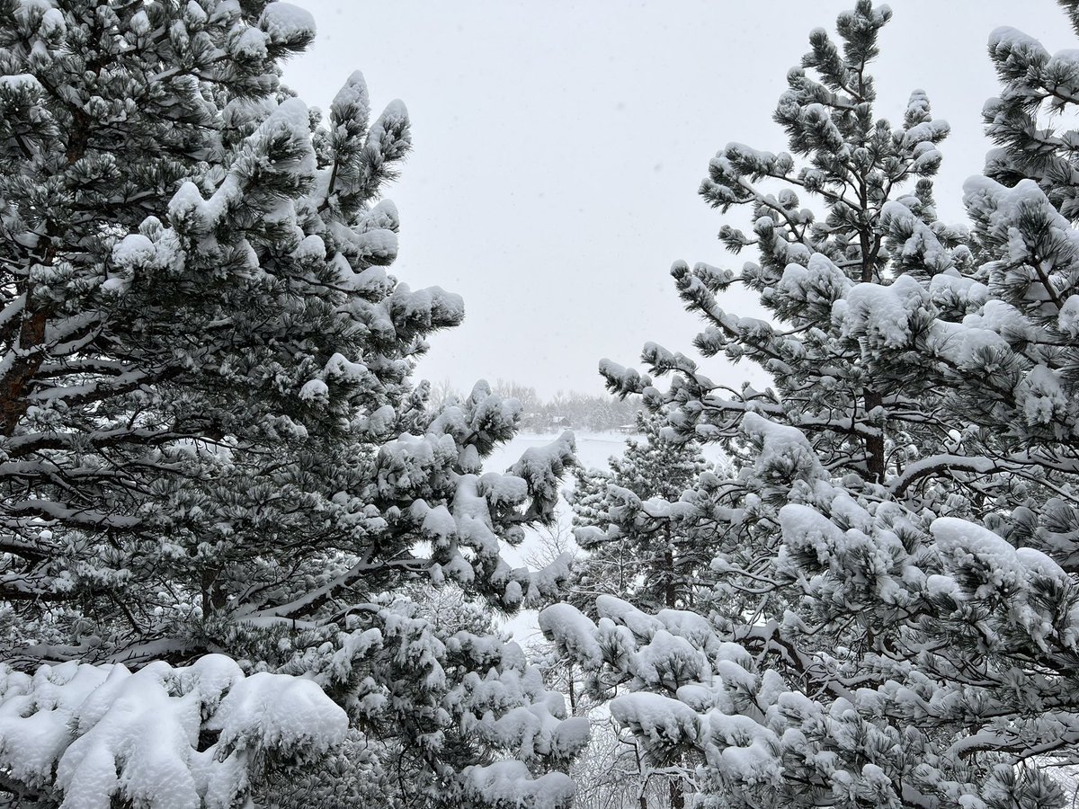 brianlong's tweet photo. Good morning! Make it a great day. The snow is a welcome reprieve from the recent fires. #HappyNewYear #GM #FireToIce #Boulder #Colorado #Solana https://t.co/q8ZH0tmCnK