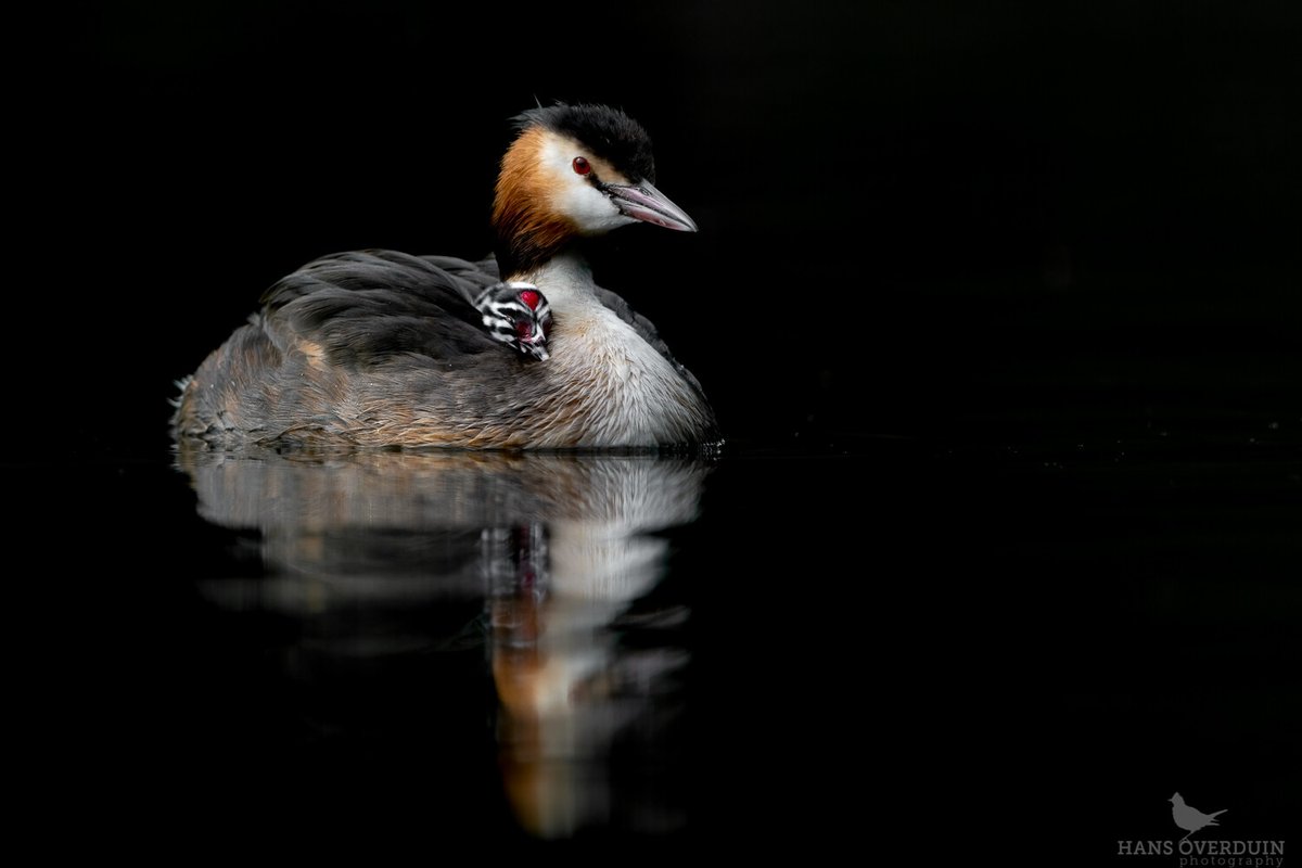 Nature Photographers Network tweet media