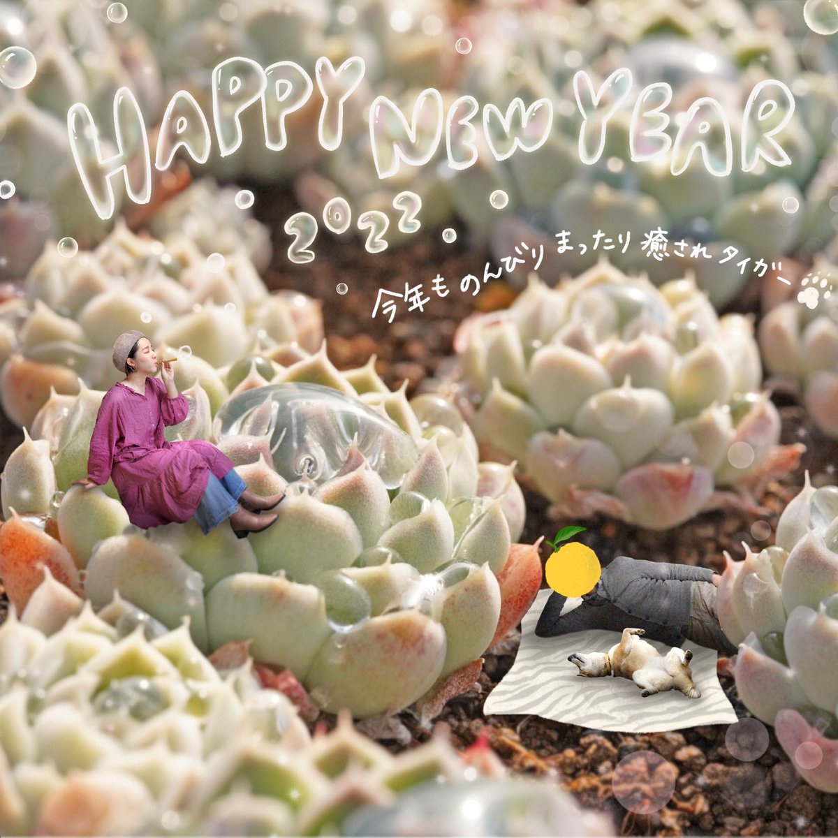 hacchi1222's tweet photo. 謹賀新年🌅
⁡
旧年中は格別のご愛顧を賜り
誠にありがとうございました✨
本年もどうぞよろしくお願いいたします☺️🌸
　
今年のお年賀picは
シャボン玉飛ばしてみました〜😆
2022年もたくさん多肉に癒されタイガー🐅✨

#多肉植物 #多肉 https://t.co/8Nee7oJOfk
