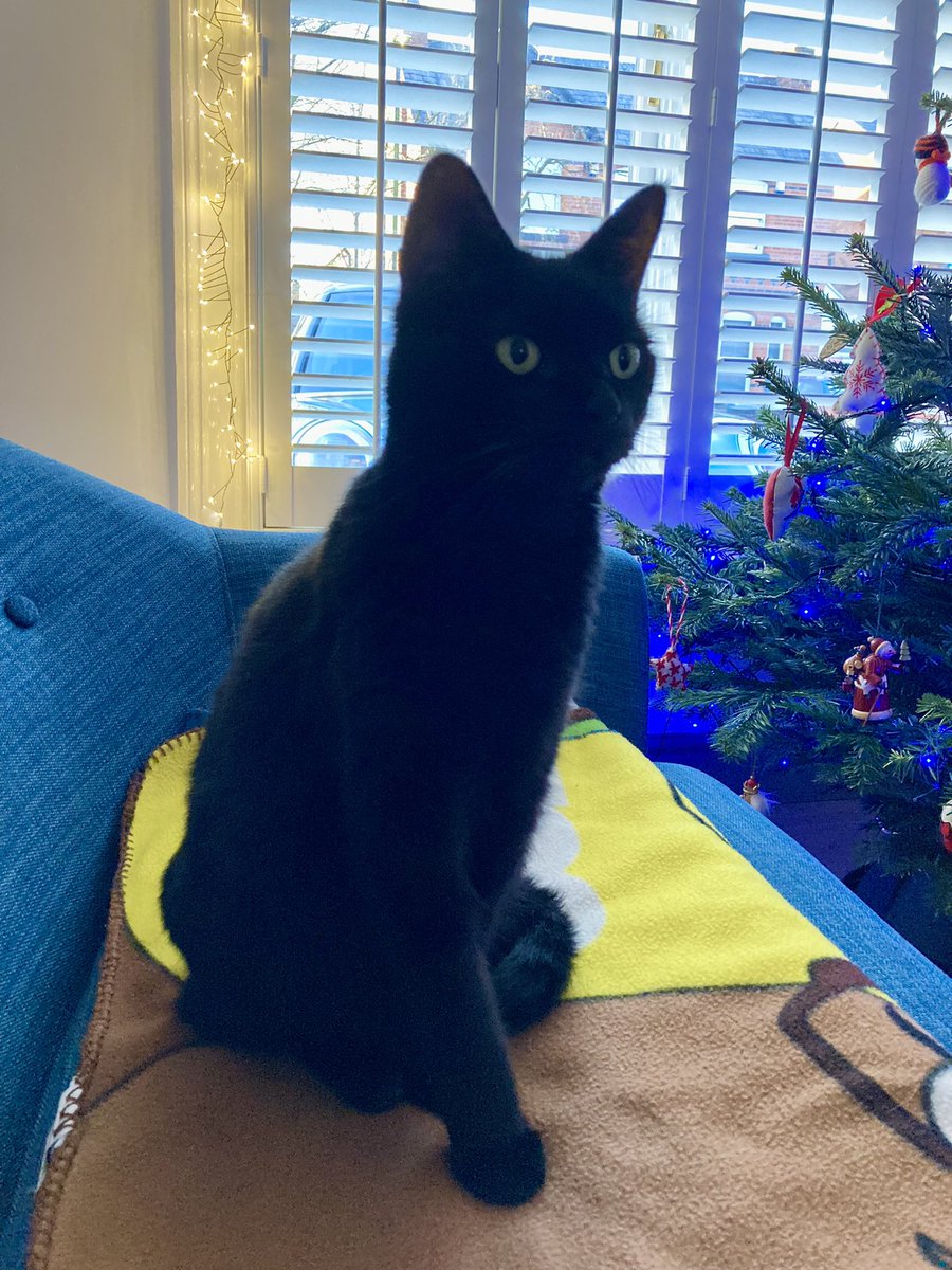 KateEVaughan's tweet photo. Starting the year as she means to go on #Caturday #stickybeak #poser https://t.co/7LoF4LRWr1