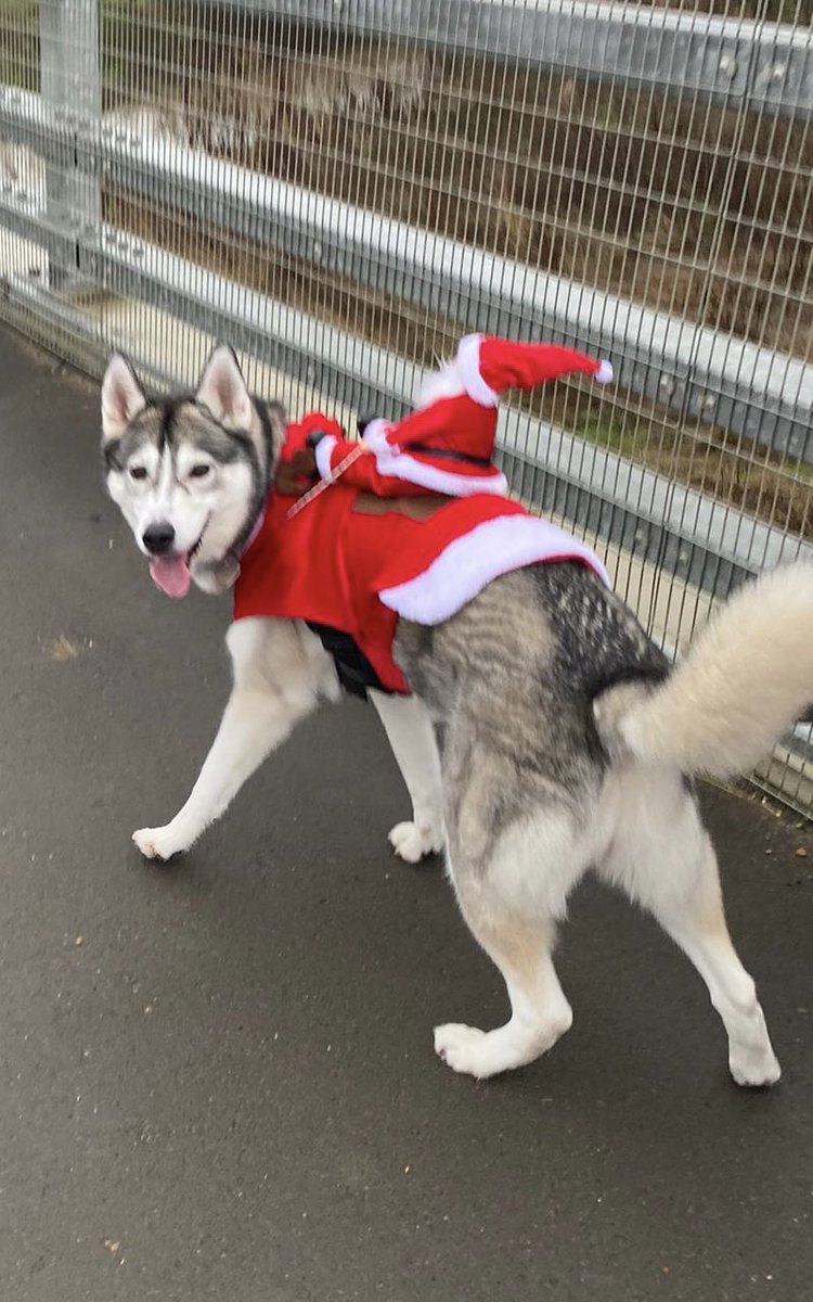 Kel12Rutledge18's tweet photo. Beat purchase of 2021 🎅🏼 🐺 (not the husky, had her for a while now) #ShadowTheHusky #Husky #Santa #Christmas #PurchaseOfTheYear https://t.co/vC250RH0hx
