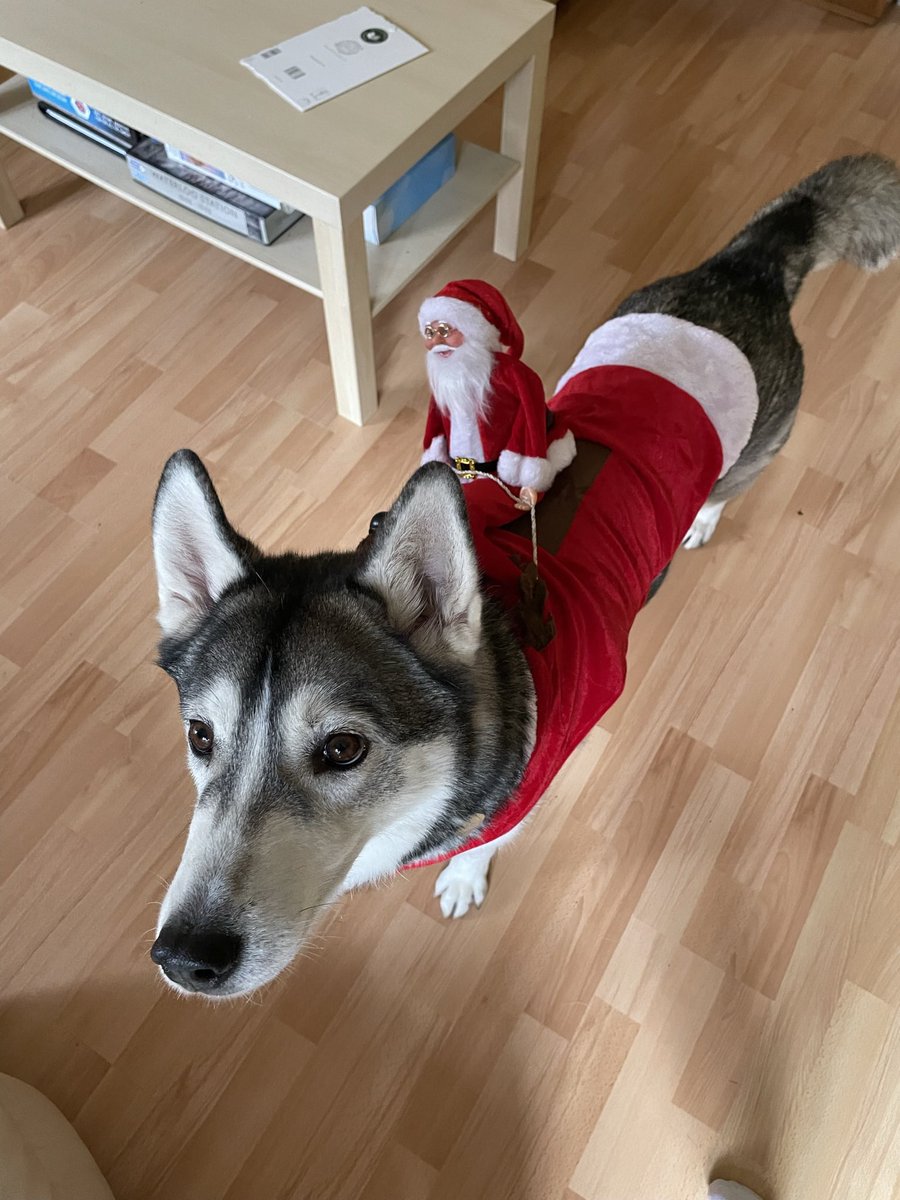 Kel12Rutledge18's tweet photo. Beat purchase of 2021 🎅🏼 🐺 (not the husky, had her for a while now) #ShadowTheHusky #Husky #Santa #Christmas #PurchaseOfTheYear https://t.co/vC250RH0hx