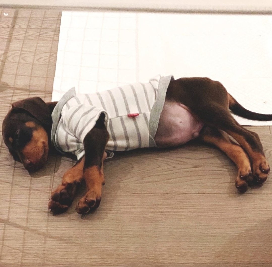 monkeydog9's tweet photo. PUPPY BELLY!! #BabyBam #PuppyBam #bts https://t.co/LftsTFlPty
