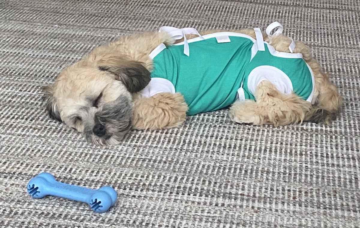 No #cone for Sam post-op…Thanks #vetmedwear for an awesome alternative!