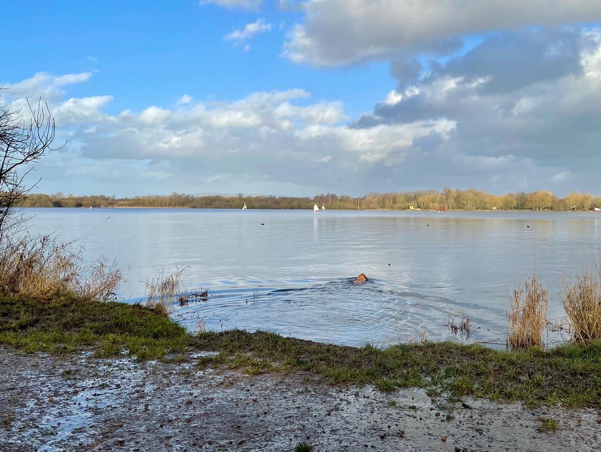 RunDown99's tweet image. Time for a New Year’s Day swim 🐕🐾🥳