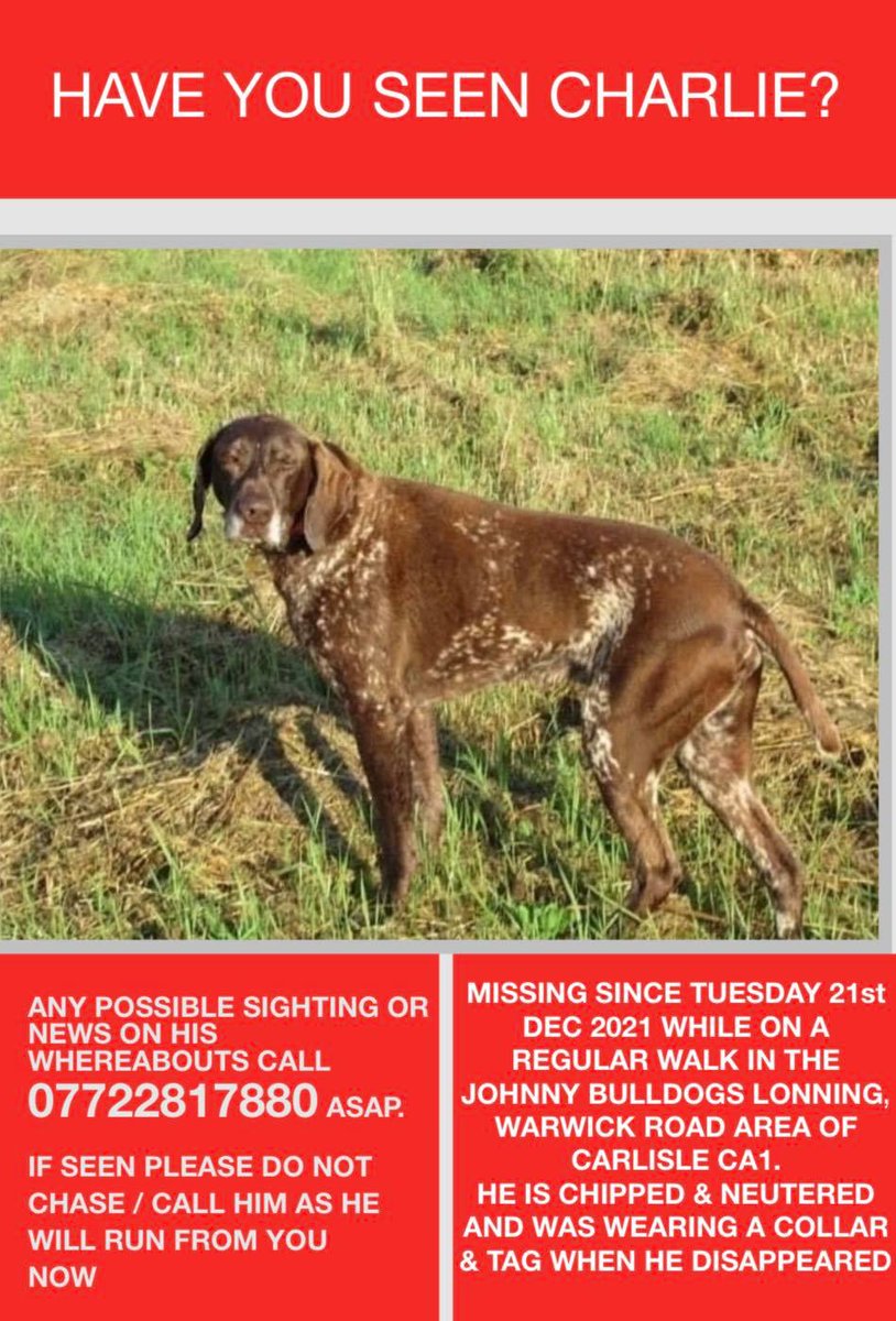 @RealPOGDogs <a href="/itvnews/">ITV News</a> <a href="/BBCNews/">BBC News (UK)</a> <a href="/Channel4News/">Channel 4 News</a> <a href="/DailyMailUK/">Mail+</a> <a href="/Dogs_Today/">Dogs Today</a> <a href="/DogsLifeMag07/">Dogs Life Magazine</a> <a href="/DogTheftAction/">Dog Theft Action</a> Tireless dog rescuer now needs help to find one of her own #dogs #Charlie missing from #Carlisle area - could be anywhere now. Owner is heartbroken #HaveYouSeenCharlie