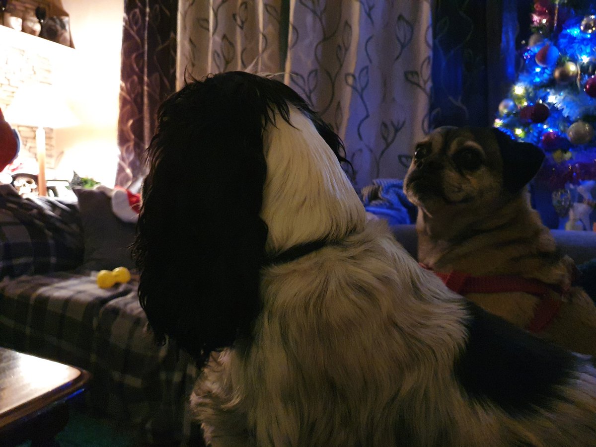 AriaCocker's tweet photo. Me and Macie weren't allowed to do #pawpatrol lastnight because of the "boom booms" so we watched @TheLastLeg  and #JoolsHolland while Mammy and Daddy were  out keeping #Wythenshawe a #safeplace2bee🐝 #joolsannualhootenanny #LastLegOfTheYear https://t.co/ZHUxZtRDGO