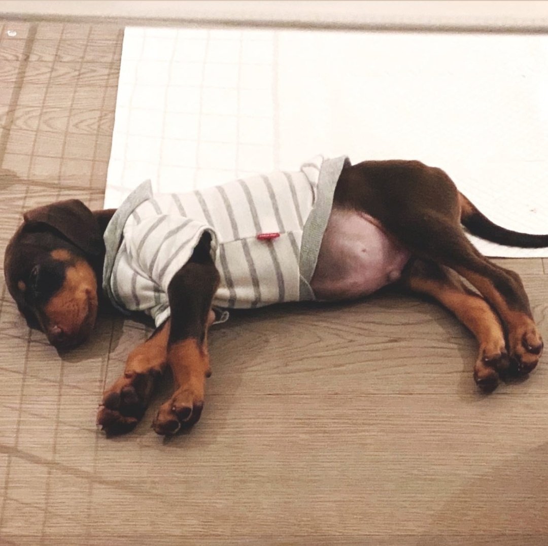 hopekookdiary's tweet photo. Jk and Hobi love to dress up their little dogs. 🥺 #hopekook https://t.co/cXejq9uG0T