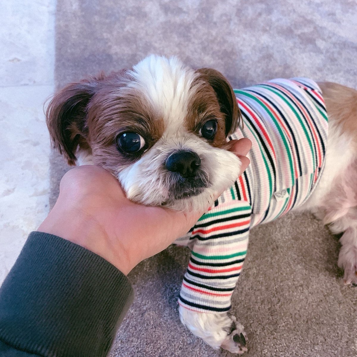 hopekookdiary's tweet photo. Jk and Hobi love to dress up their little dogs. 🥺 #hopekook https://t.co/cXejq9uG0T