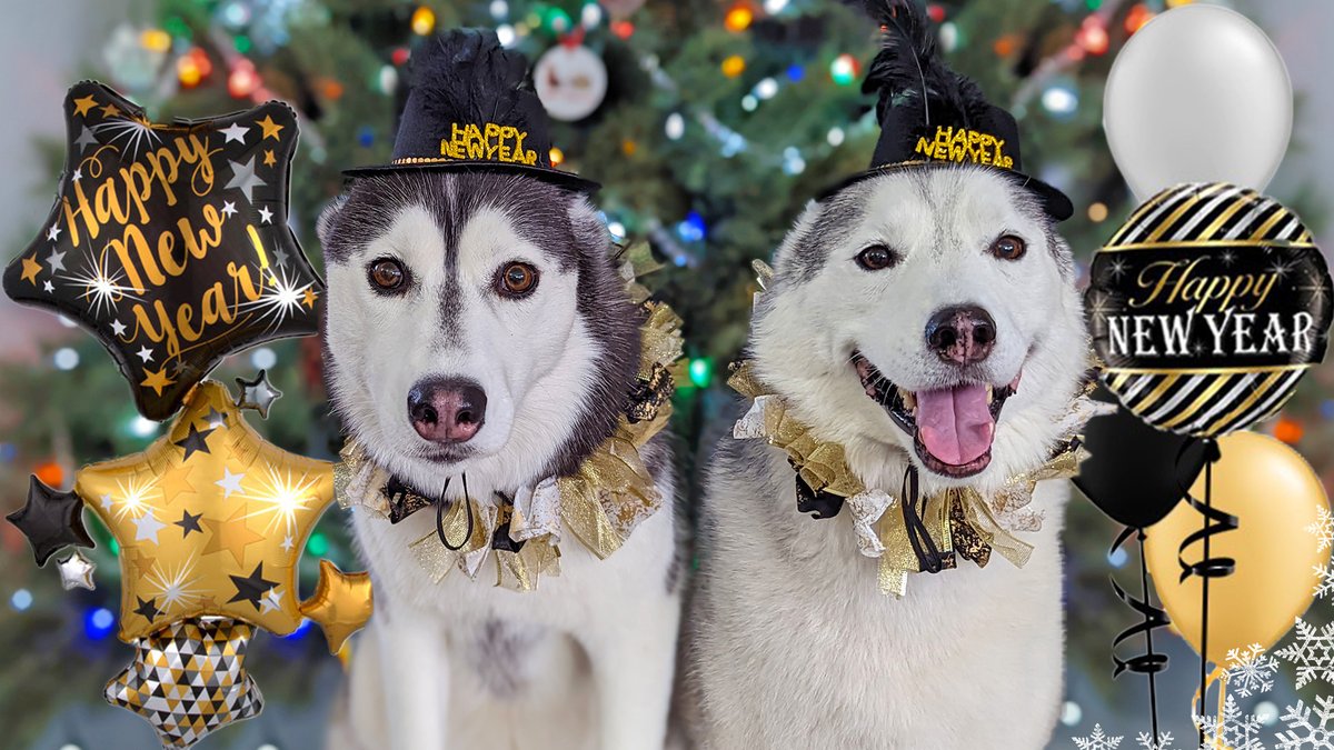 Gone to the Snow Dogs tweet media