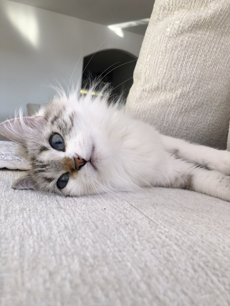 JohnsonMouse's tweet photo. Happy New Years #Caturday https://t.co/LkS2R3FeDw