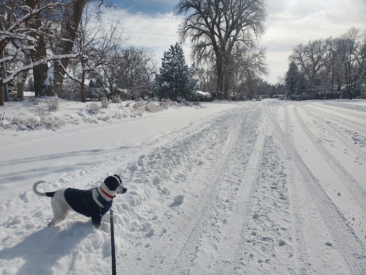 Gregopedia's tweet photo. Beautiful snow day in Fort Collins, CO!  Elmer is loving his first experience in snow. https://t.co/kSADs5SCQL