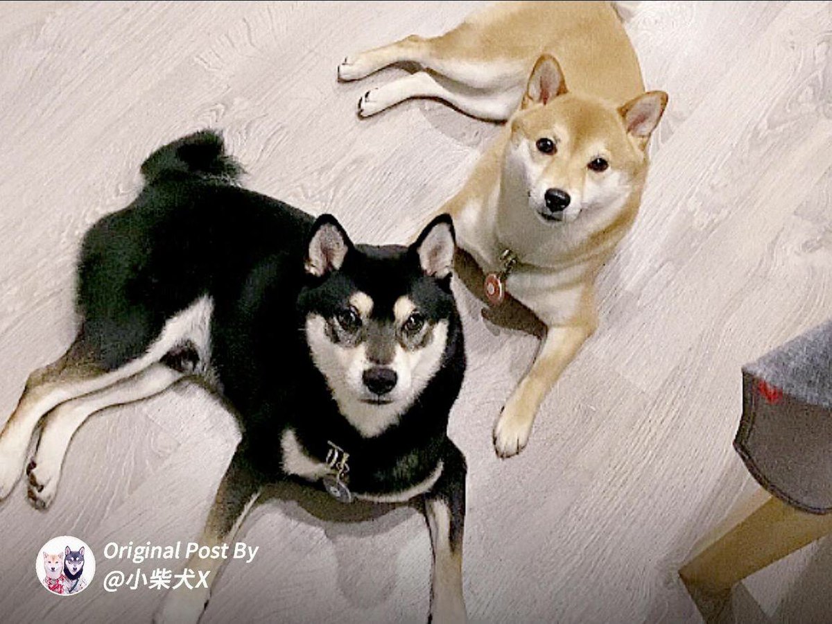 小柴犬x Shiba Eks Twitter 小柴犬x Shiba Eks Twitter