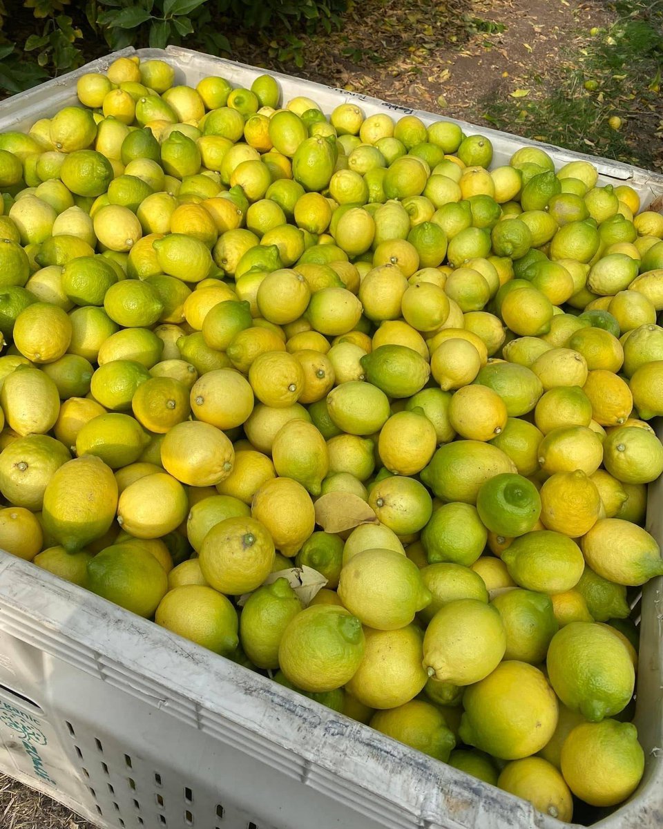 Mary shared a bin of lemons she just filled near Mcfarland CA. She will earn $50 for each 900lb bin she fills. The temp is 46 degrees and even though she wears gloves to protect her from the thorny branches her fingers ache from the cold and the repetitive motion. #WeFeedYou