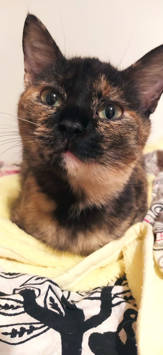 Solopar53137293's tweet photo. #Balaguer 🐱Gateta Carey de 5 mesos. Busquem adopció responsable, ha sortit del carrer. Ha resultat ser una mimoseta ☘️#XarxaCatalunyaAdopcions #XarxaLleidaAdopcions #XarxaBarcelonaAdopcions https://t.co/L6OuKLPT89