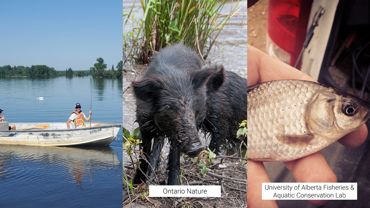 Invasive Species Ctr tweet media