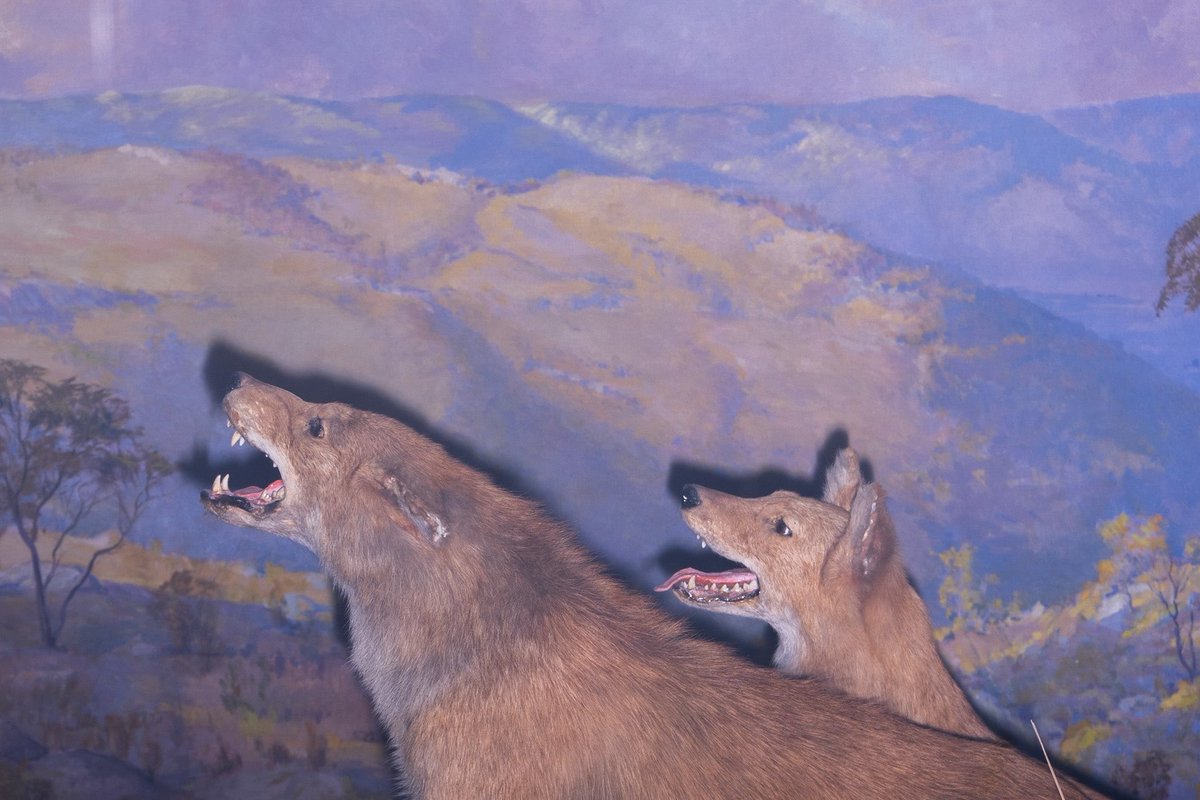 a_damp_owl's tweet photo. ‘Upper West Side Safari’, a collection of photos of the dioramas at the Museum of Natural History, NYC. https://t.co/EsO7oyVCUU