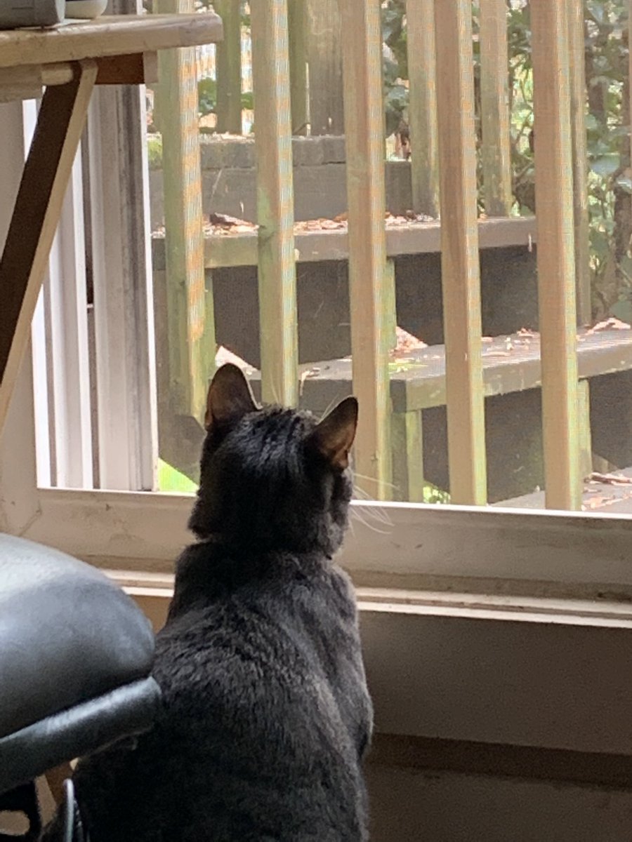 MerlintheCat9's tweet image. My brother Santana very intent on his #Hedgewatch he is deciding between a noisy wren and a squirrel #CatsOfTwitter #cats #birdwatching