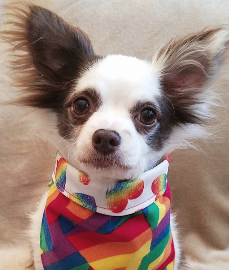 I lost manee Followers afta tweetin bout da new Pride Bandana my Mama made to support LGBTQ. Dis make me sad. And mad.
If yoo no want to see wuv & acceptance, yoo in da wrong place, Bub!! No let da door hit yoo in da caboose on yoos way out!! Wuv wins. ❤🐶
#LoveWins
#RescueDogs