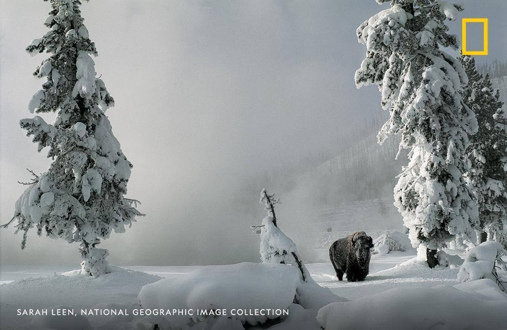 NatGeo's tweet image. A lone bison stands in snow covered Yellowstone National Park in this image by photographer Sarah Leen
