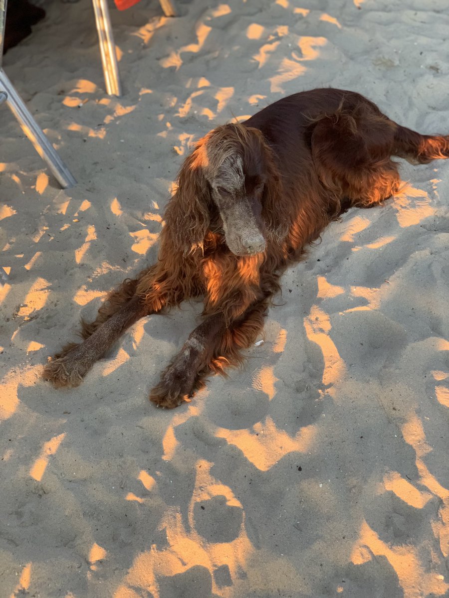 OperaRosa's tweet photo. Te quiero perrito que se durmió una siesta en la arena https://t.co/CHfSDPtkfQ
