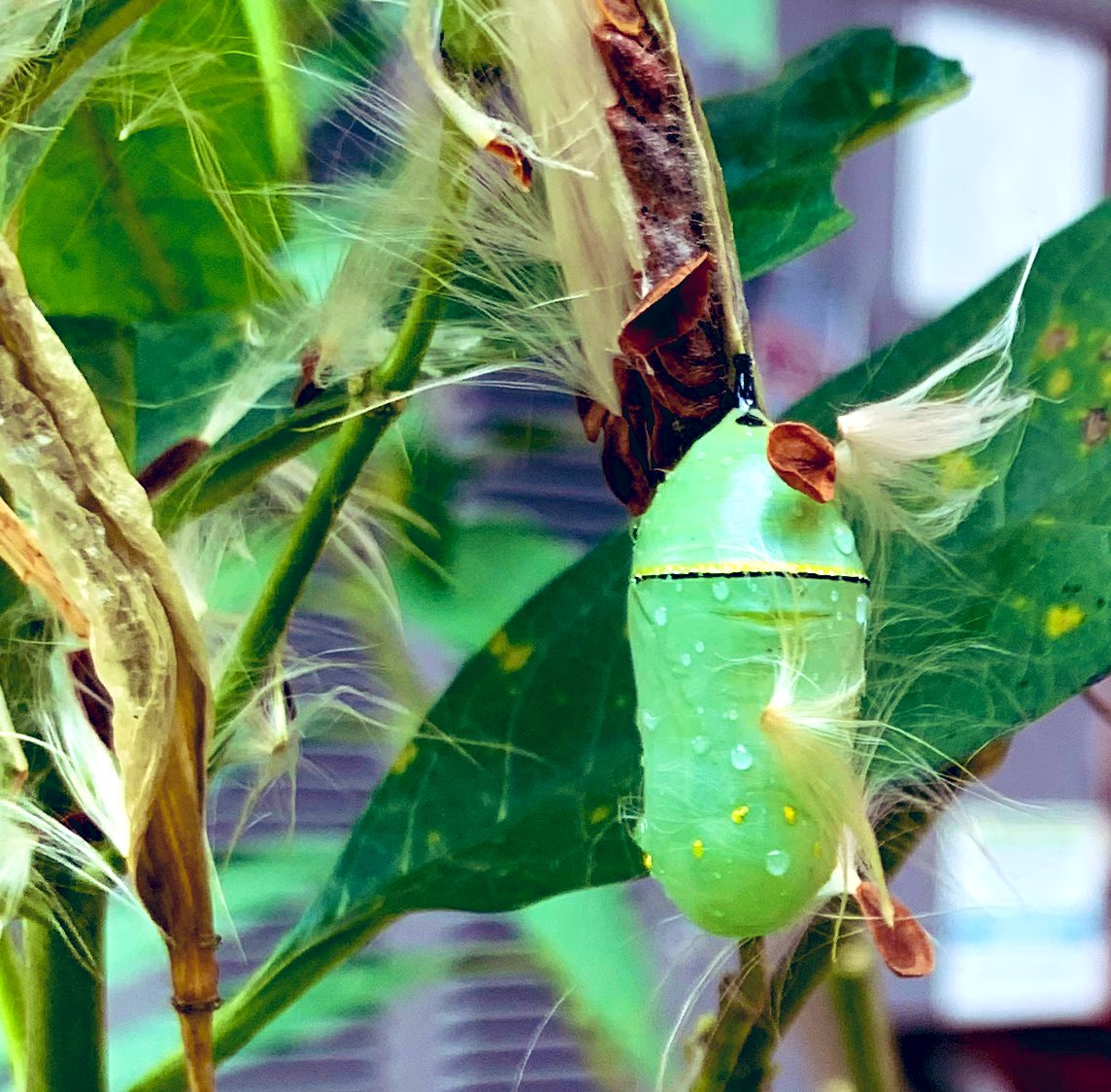 MadameMiso's tweet photo. #NewYear2022
Lovely first morning finding caterpillars and chrysalis in my garden
#butterflyreport https://t.co/zkHepyDjpd