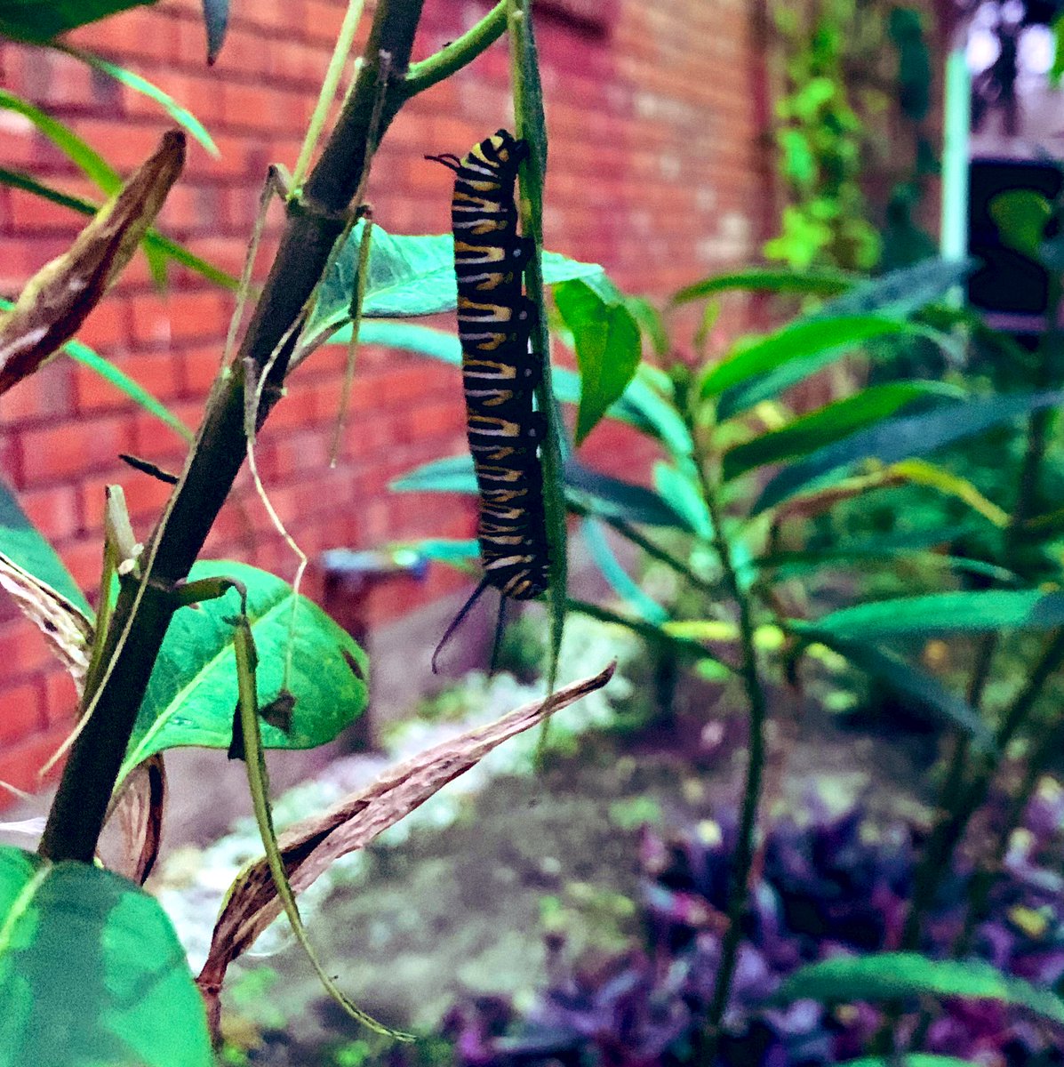 MadameMiso's tweet photo. #NewYear2022
Lovely first morning finding caterpillars and chrysalis in my garden
#butterflyreport https://t.co/zkHepyDjpd