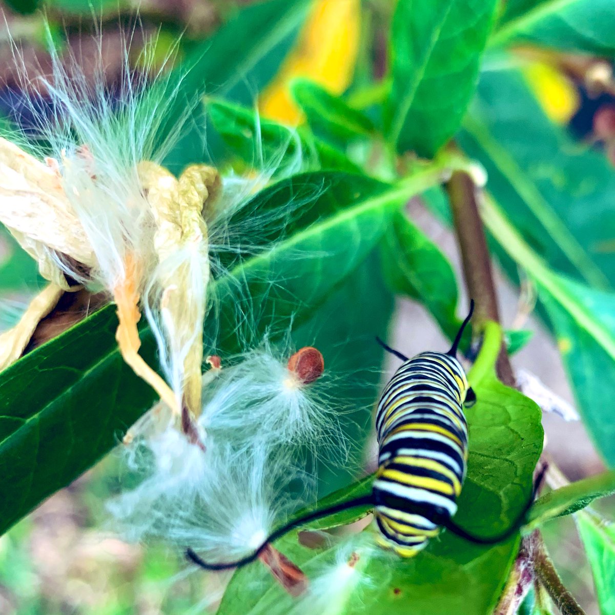 MadameMiso's tweet photo. #NewYear2022
Lovely first morning finding caterpillars and chrysalis in my garden
#butterflyreport https://t.co/zkHepyDjpd