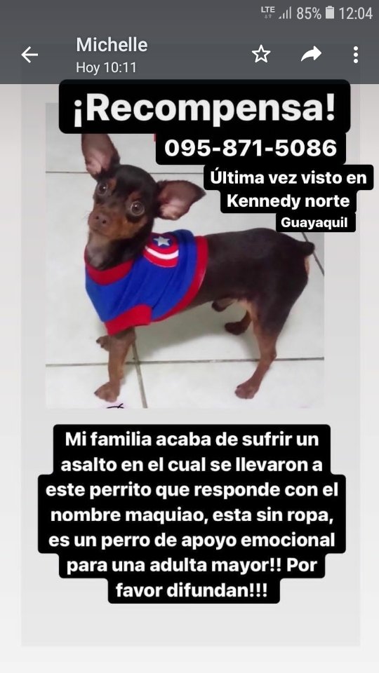 Jesmariorellan2's tweet photo. Por favor su ayuda para encontrar a Maquiao..es un apoyo emocional para una adulta mayor...por favor comunicarse a ese número https://t.co/wrEfMYpm7z