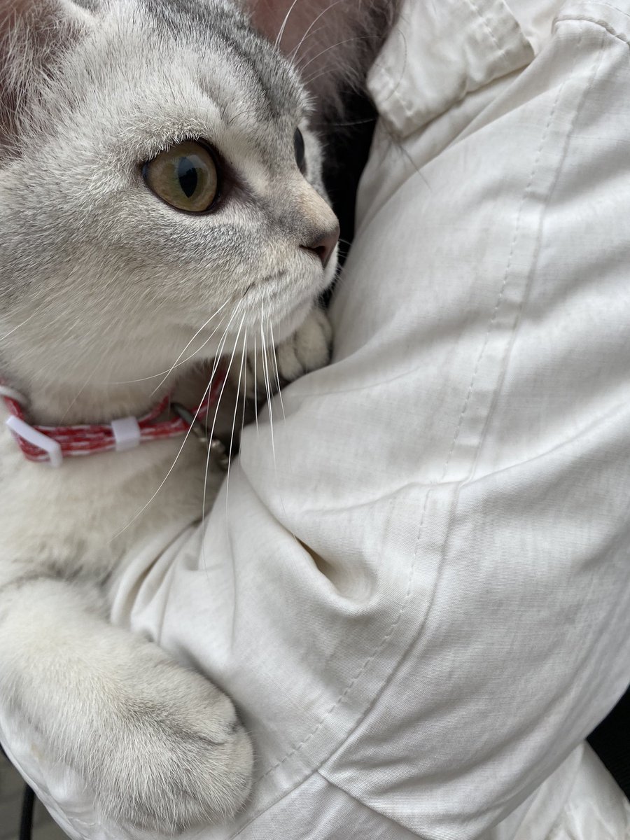 NTracob's tweet photo. 😆#cat https://t.co/xrUhjot3hA