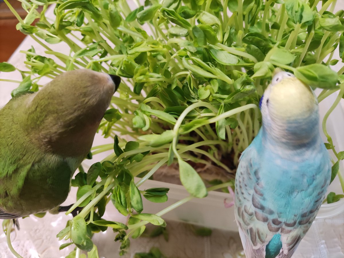 New限定品 ピンク セキセイインコちゃん ピピタンさま専用 母の日ギフト 鳥用品 Birrayart Com