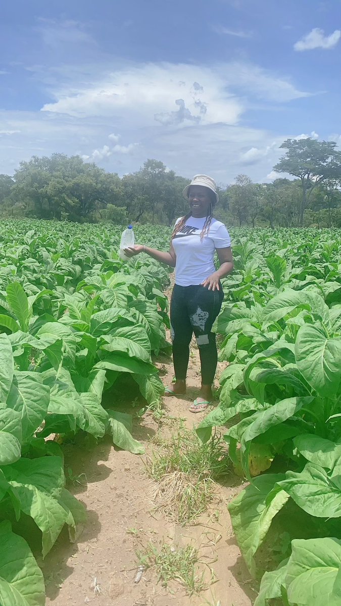 agribusiness110's tweet photo. This section was established 2 October 2021 . An afternoon spent doing a bit of scouting for pests and insects , removing suckers and bud topping . https://t.co/SQT6VIXpzr