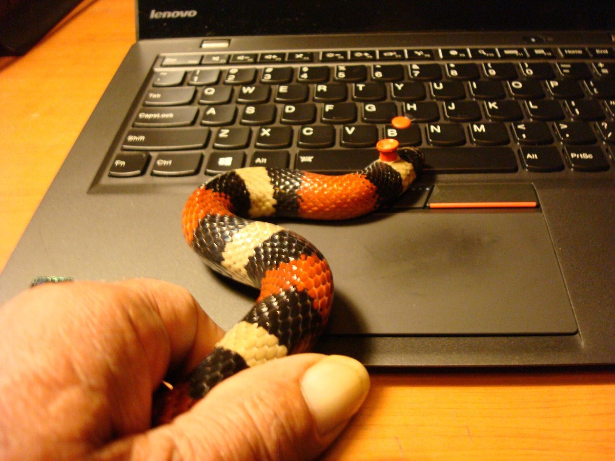 topmahof's tweet photo. @LaptopRetrospe1 #ThinkSnake #TrackPoint #LenovoIN https://t.co/rvAoErERH7