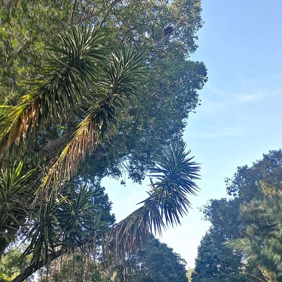 amylew_official's tweet photo. Happy New Year!
#capetown #southafrica #naturephotography #naturelovers #nature_photo #photography #green #blue #sun #beautifuldestinations #cloud #trees #garden #HappyNewYear https://t.co/60RpR29kxl