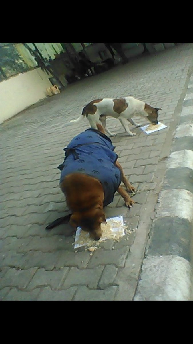 shield_animal's tweet image. Want to donate and give back into the new year? 

Why not donate to our cause of providing stray animals with food, warmth and medical care! 

Donate at animalshield.org 
 e-transfer info@animalshield.org 
paytm 9888691064

#animalshield