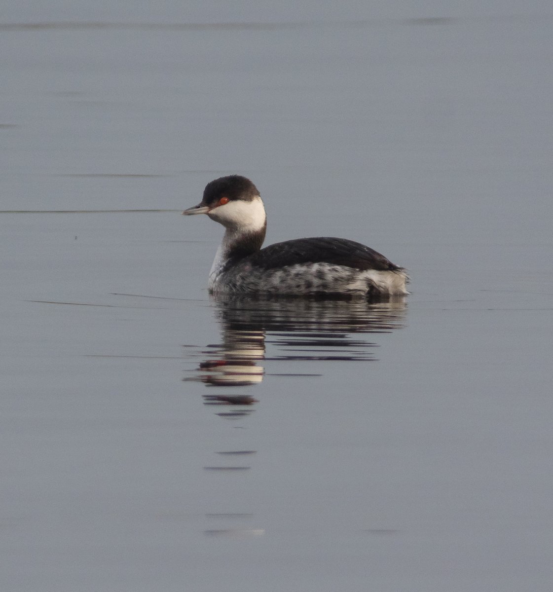 Slavonian Grebe, Southfield Res.
Digiscoped through a <a href="/SwarovskiOptik/">SWAROVSKI OPTIK</a> STX 85.
<a href="/DonnyBirding/">Donnybirding</a> <a href="/RareBirdAlertUK/">RareBirdAlertUK</a> <a href="/1ChrisHarris/">Chris Harris</a> <a href="/bobubirder/">BOB USHER</a>