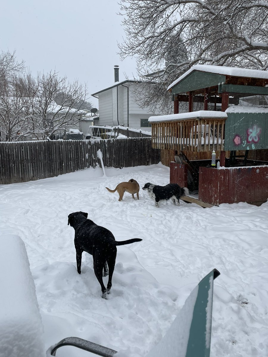 goavs925's tweet photo. Starting 2022 with a little of the white, fluffy stuff, and Olive is in her element! Stay safe and warm out there today, Colorado! #cowx #swdenver #snowdogs @DaveCBS4 @ChrisCBS4 @LaurenCBS4 https://t.co/lSdvQNvWpZ