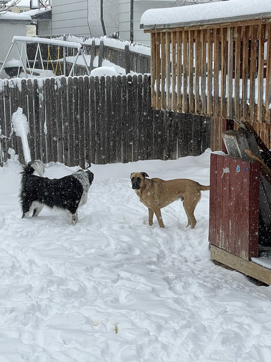 goavs925's tweet photo. Starting 2022 with a little of the white, fluffy stuff, and Olive is in her element! Stay safe and warm out there today, Colorado! #cowx #swdenver #snowdogs @DaveCBS4 @ChrisCBS4 @LaurenCBS4 https://t.co/lSdvQNvWpZ