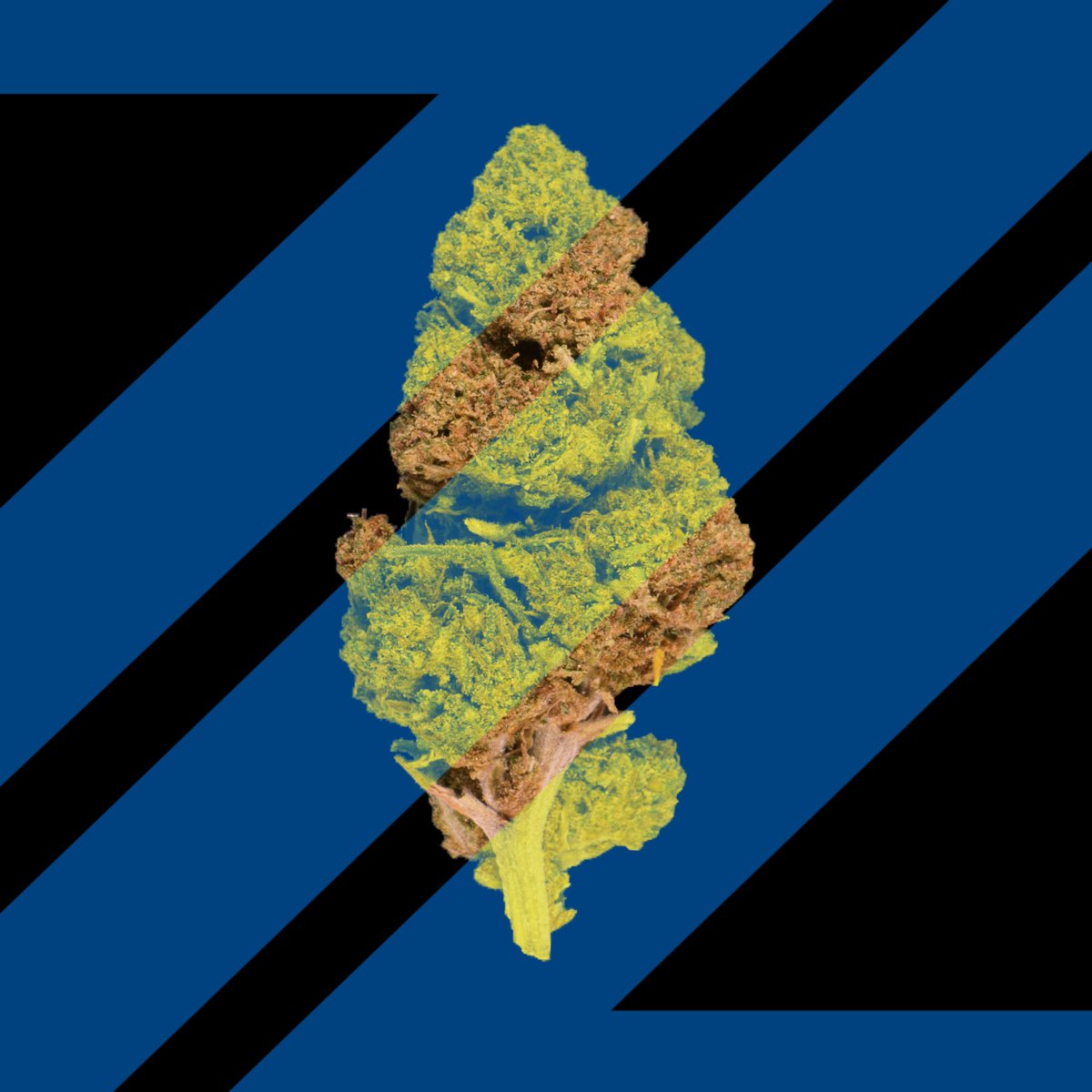 CannaCrypts tweet media