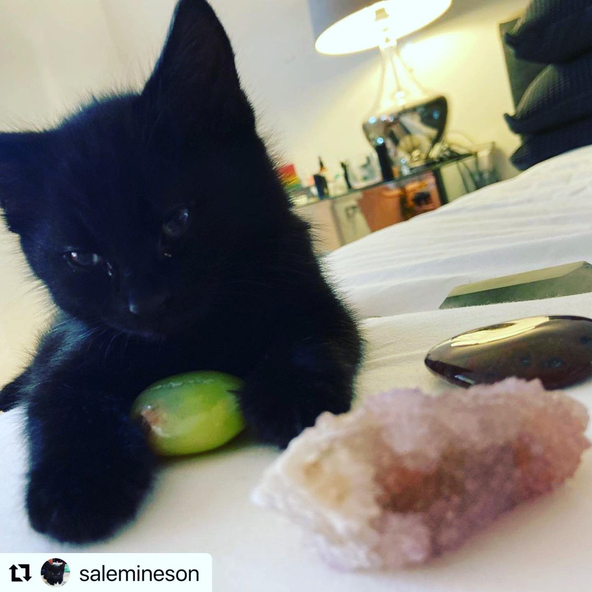 SalemIneson's tweet photo. It’s a #greenopal kinda day ☘️ https://t.co/vnwDOEHpDX