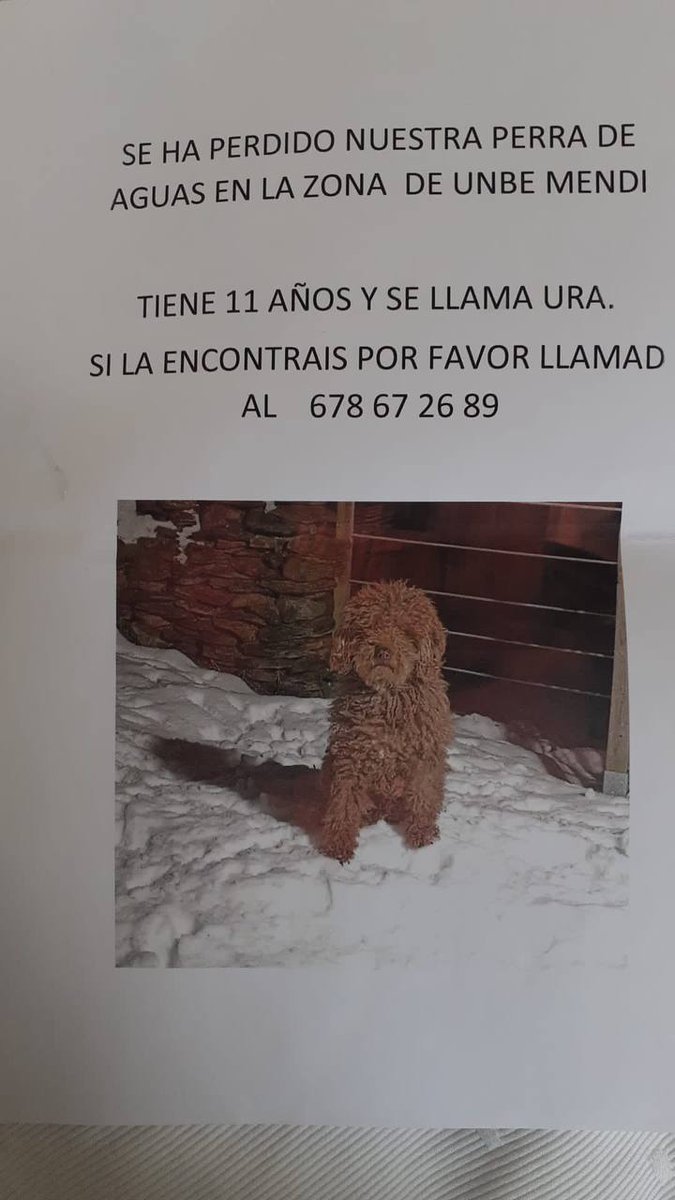 RitapWei's tweet photo. Perrita de una amiga perdida cerca de #Bilbao. https://t.co/XKdLtVBLKy