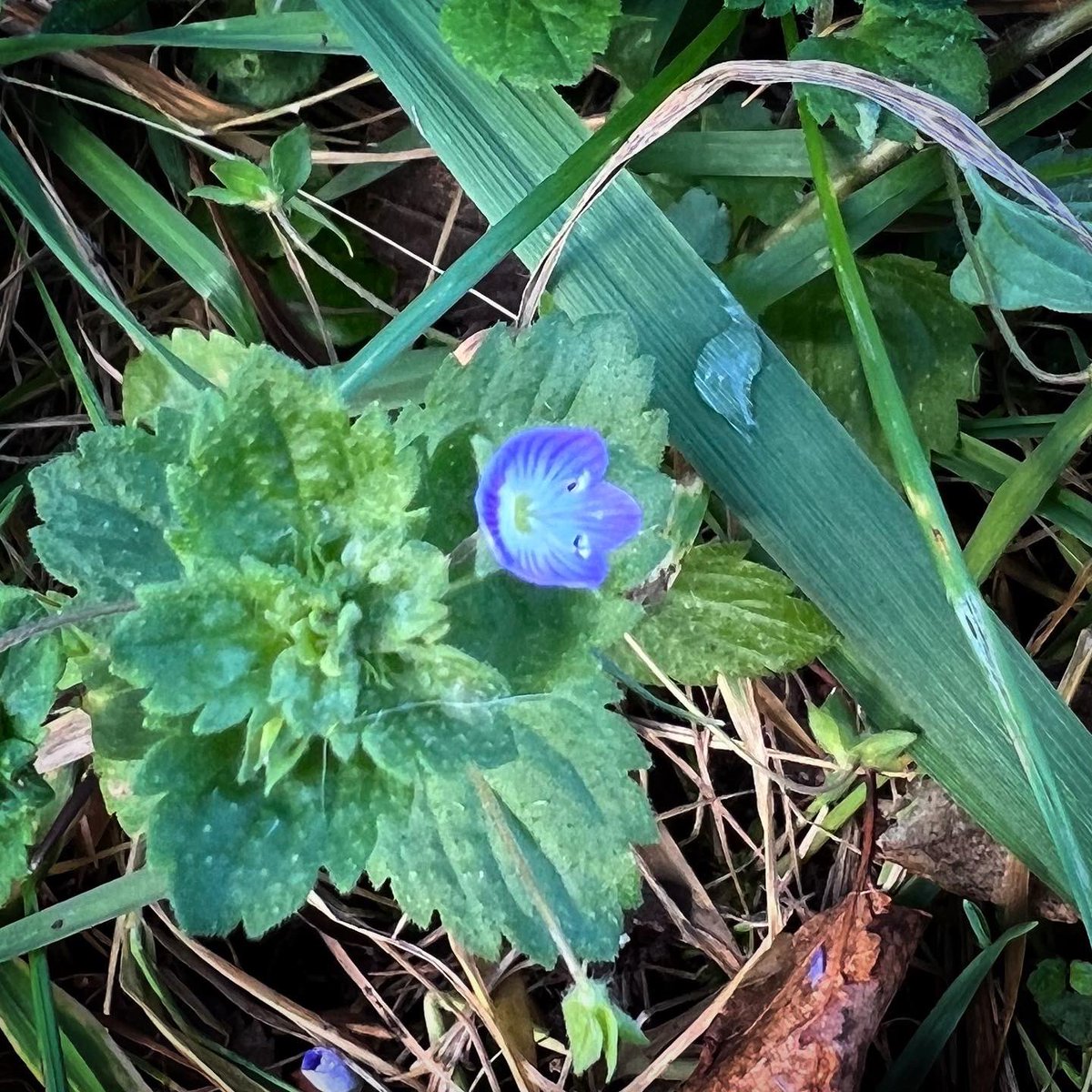 MrsRAllen's tweet photo. Not so unusual, but interesting nonetheless #commonfieldspeedwell #rhwyddlwynymaes #fungi #ffyngau #earthworm #abwydyn #biodiversity #bioamrywiaeth https://t.co/3jKtLiFNDO