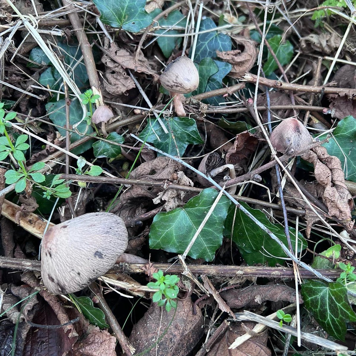 MrsRAllen's tweet photo. Not so unusual, but interesting nonetheless #commonfieldspeedwell #rhwyddlwynymaes #fungi #ffyngau #earthworm #abwydyn #biodiversity #bioamrywiaeth https://t.co/3jKtLiFNDO