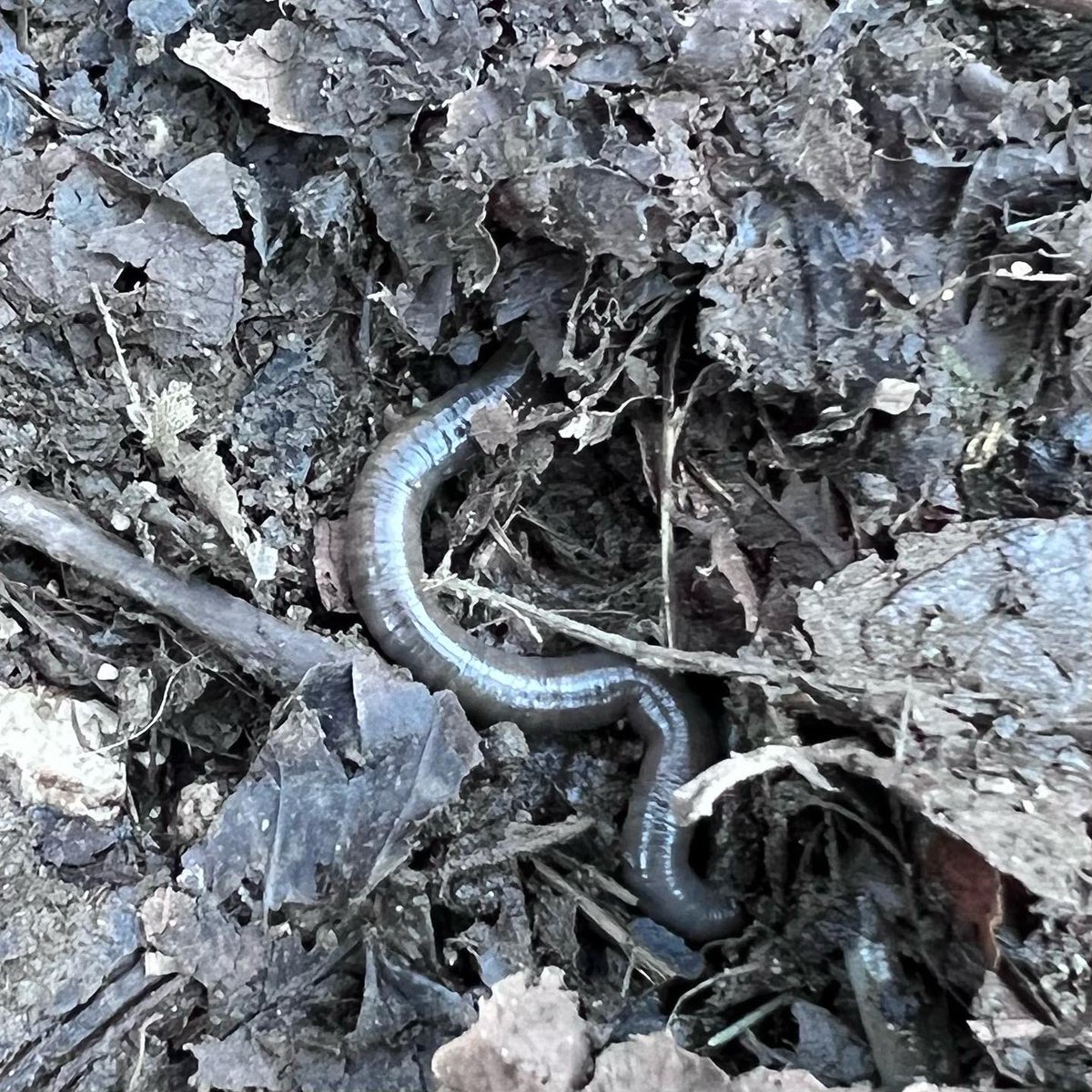 MrsRAllen's tweet photo. Not so unusual, but interesting nonetheless #commonfieldspeedwell #rhwyddlwynymaes #fungi #ffyngau #earthworm #abwydyn #biodiversity #bioamrywiaeth https://t.co/3jKtLiFNDO