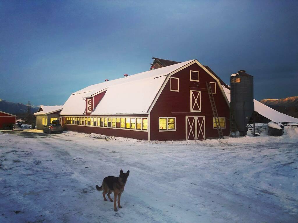MatthewLaity's tweet photo. The barn, trying to look like a real life hallmark movie.
The dog, totally loving the snow.
The temperature, warmer this morning and Iβm so thankful.
#winterweather #germanshepherd #farmscene https://t.co/99WwhE5LhJ https://t.co/Bu2zpjTrje