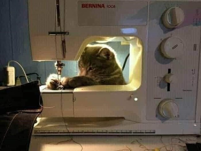 cats with jobs 🛠 (@catworkers) on Twitter photo 