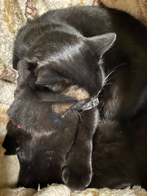 なんか融合してる? 