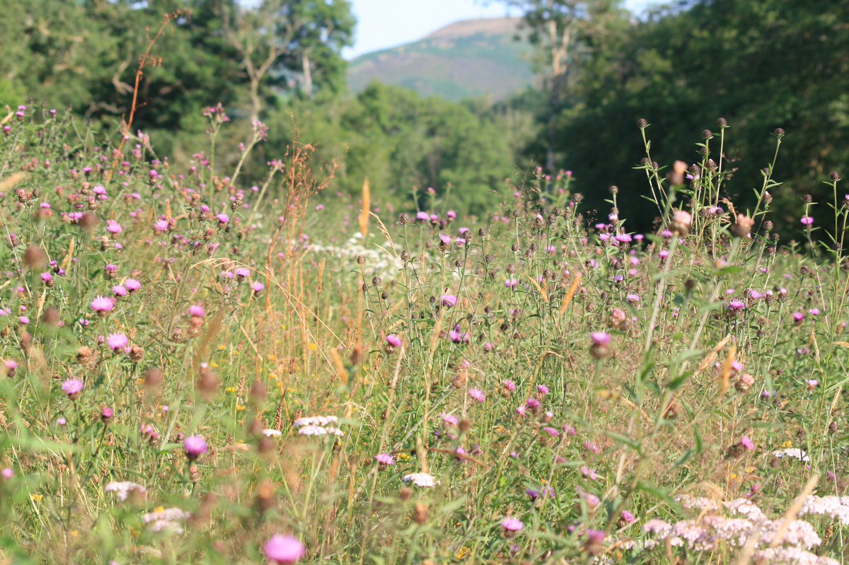 May 2022 be stuffed full of meadows, mountains and plenty of experiments with soil, grazing, growing and biodiversity. #flowers #meadows #naturefriendly #sustainabletourism #biodynamic #oermaculture #soil