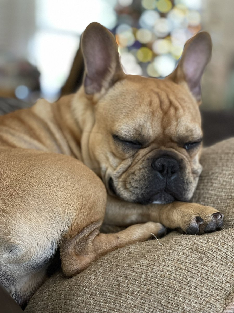 demonshadow72's tweet photo. Mugsy 🥰 https://t.co/e6z1FpqjMD