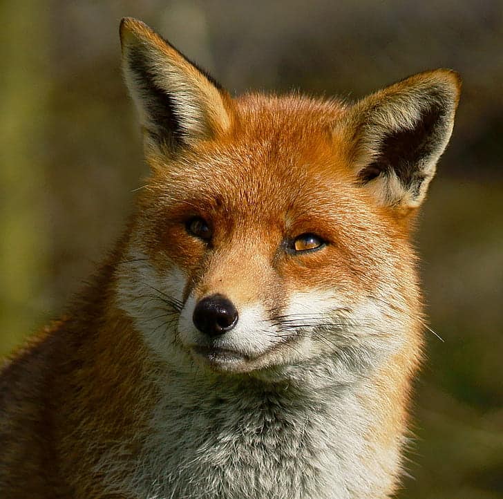 BorderCheshire's tweet photo. After a very busy couple of days, we thought it was time to wish you all a happy new year, except those who hunt.
https://t.co/INzNCtCwcW https://t.co/qXAv9eJCtT